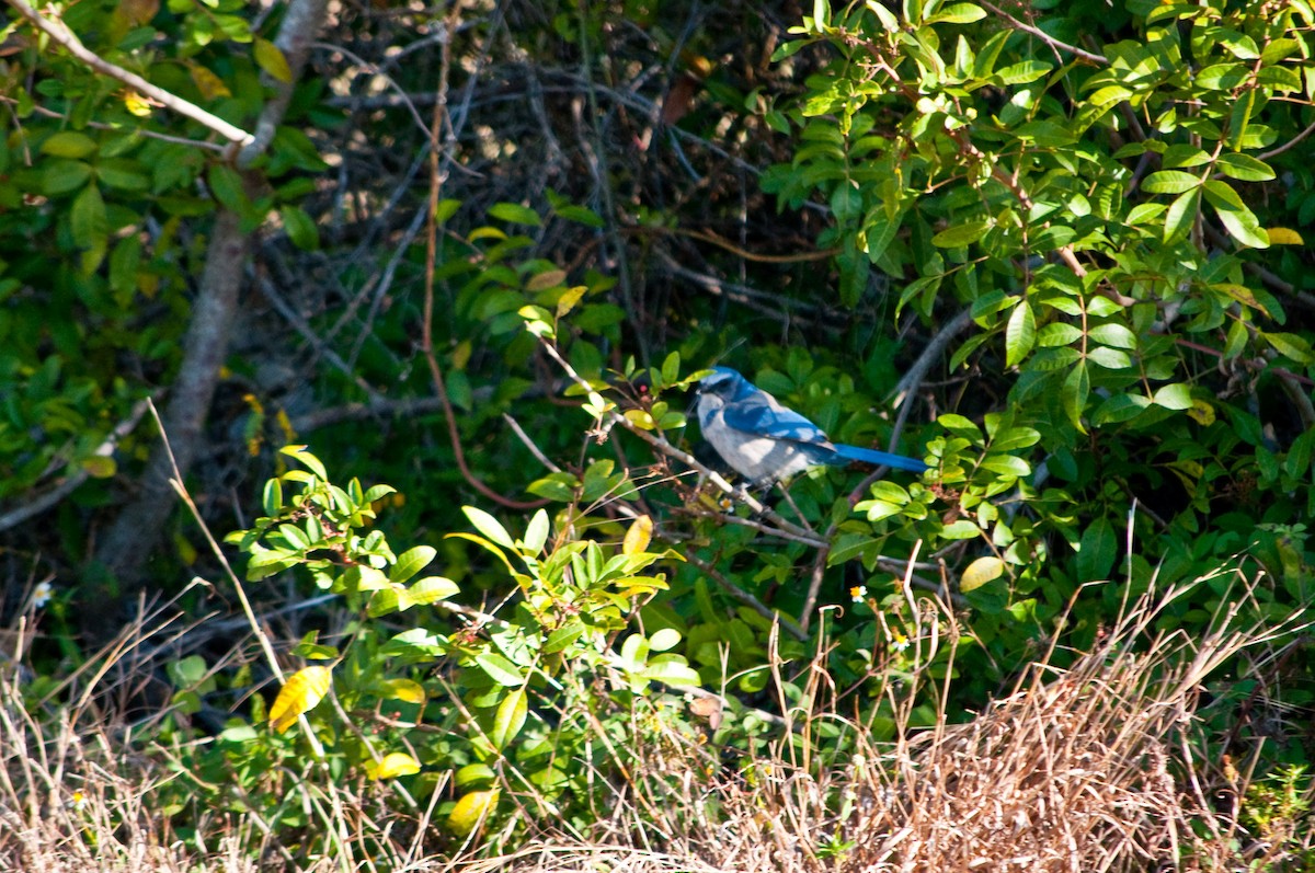 sojka křovinná - ML92262831