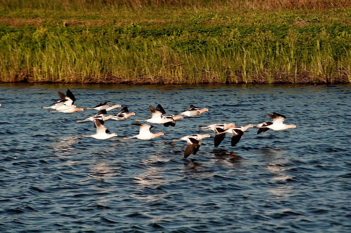 tenkozobec americký - ML92263301