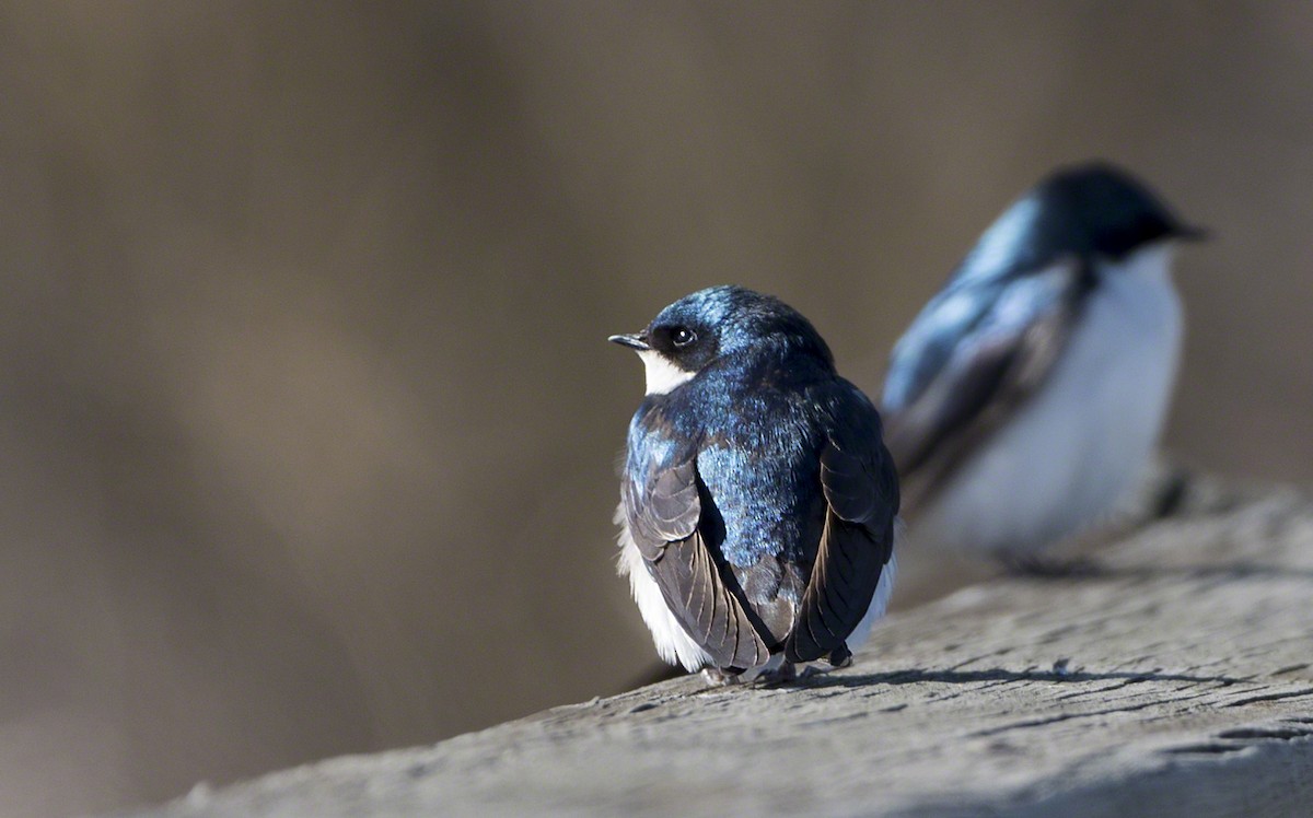 Tree Swallow - ML92264431