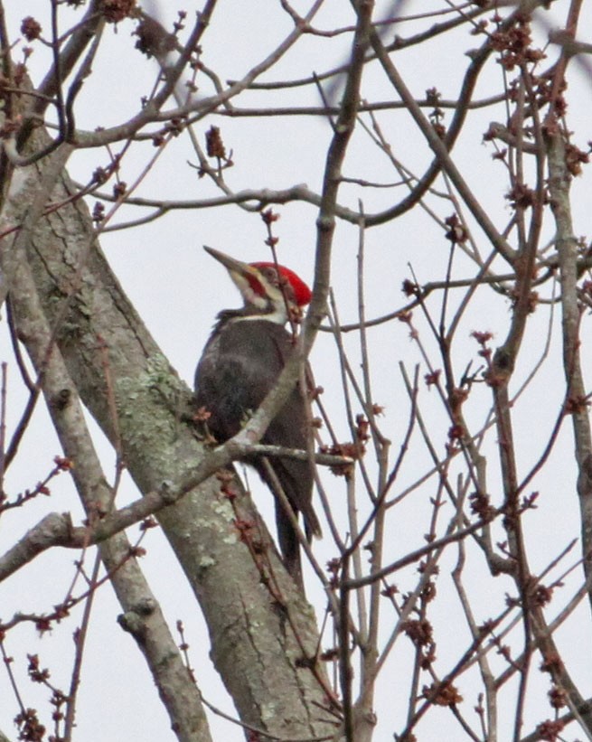 Pileated Woodpecker - Dan Kempf