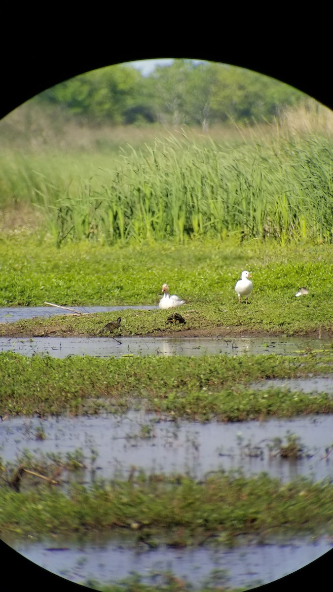 husa bělostná - ML92265571