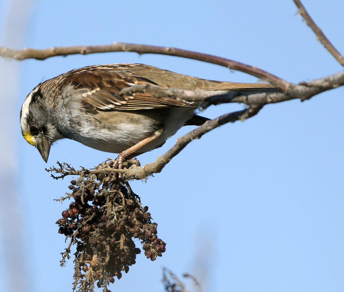White-throated Sparrow - ML92266321