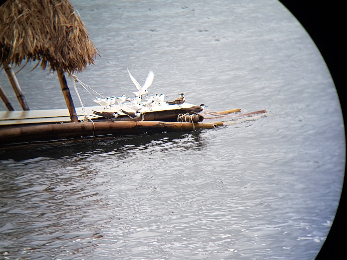 Black-naped Tern - ML92267111