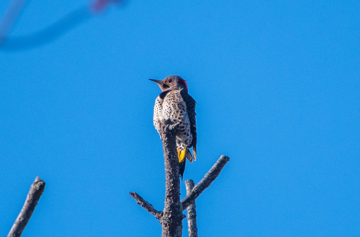 Northern Flicker - ML92267621