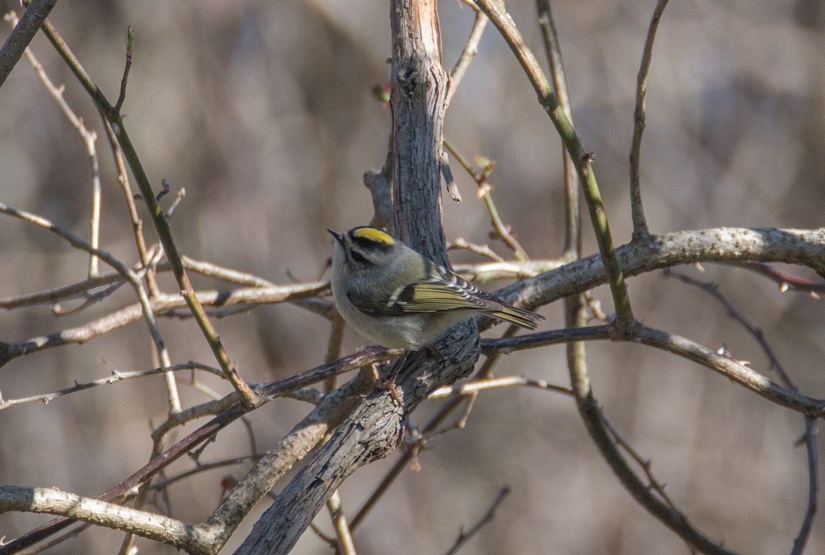 Golden-crowned Kinglet - James DuHadaway