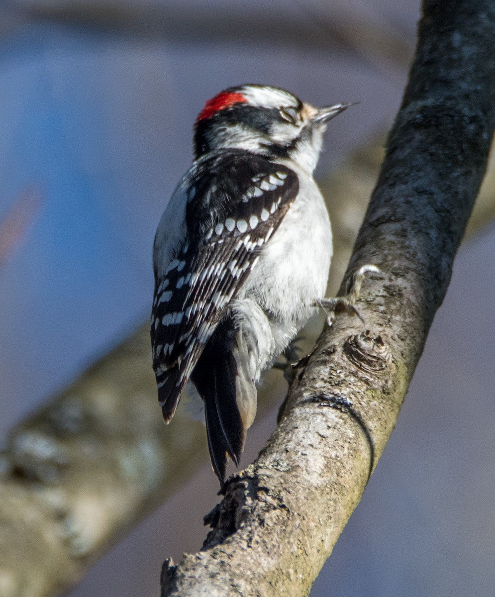 Downy Woodpecker - ML92268031