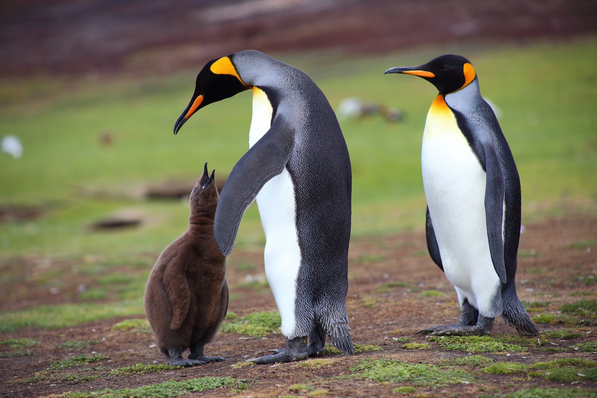 King Penguin - Patrick James