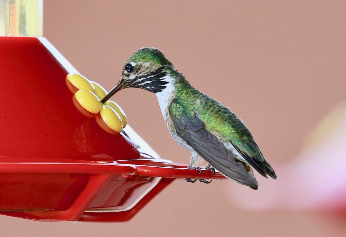 Calliope Hummingbird - Roger Zachary