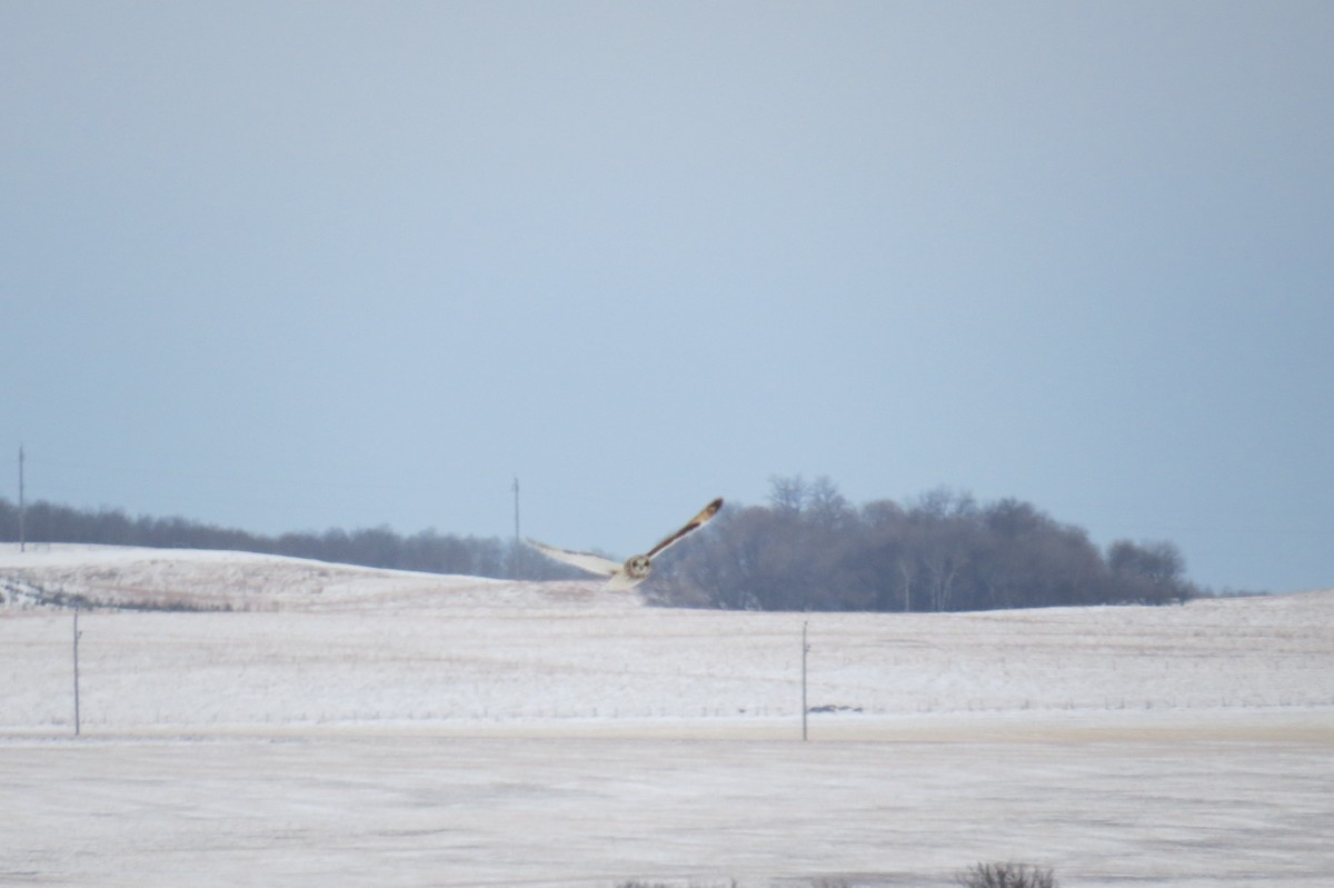 Short-eared Owl - ML92274111