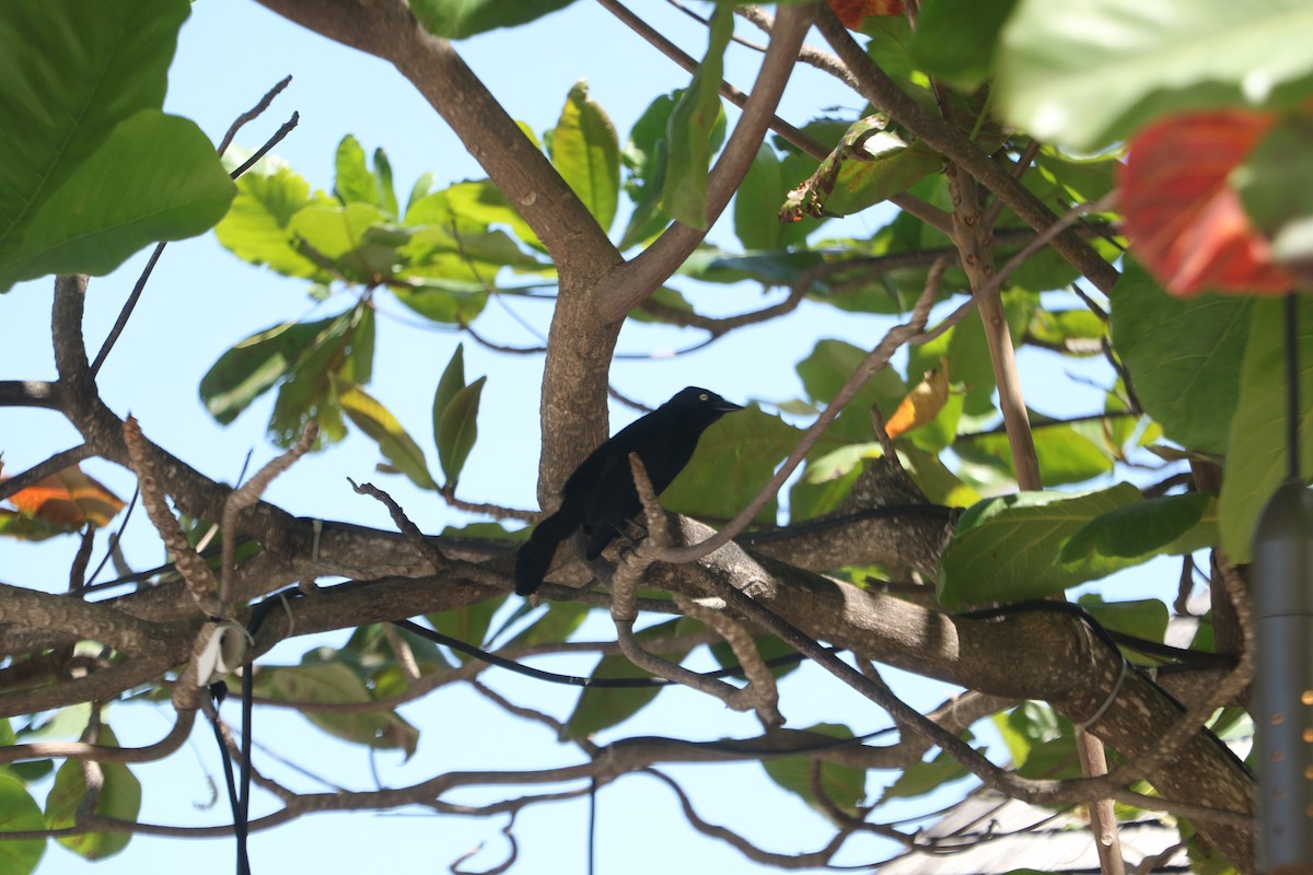 Greater Antillean Grackle - ML92274511