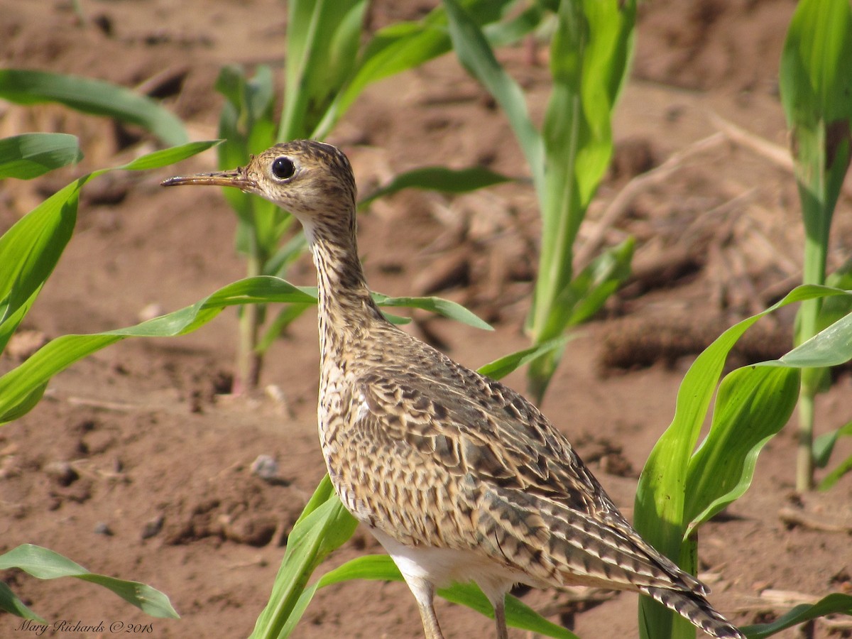 Upland Sandpiper - Mary Richards