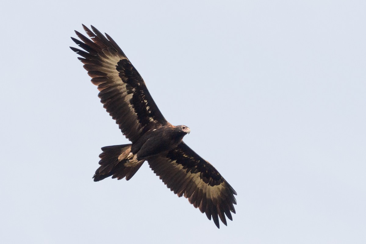 Wedge-tailed Eagle - ML92275571
