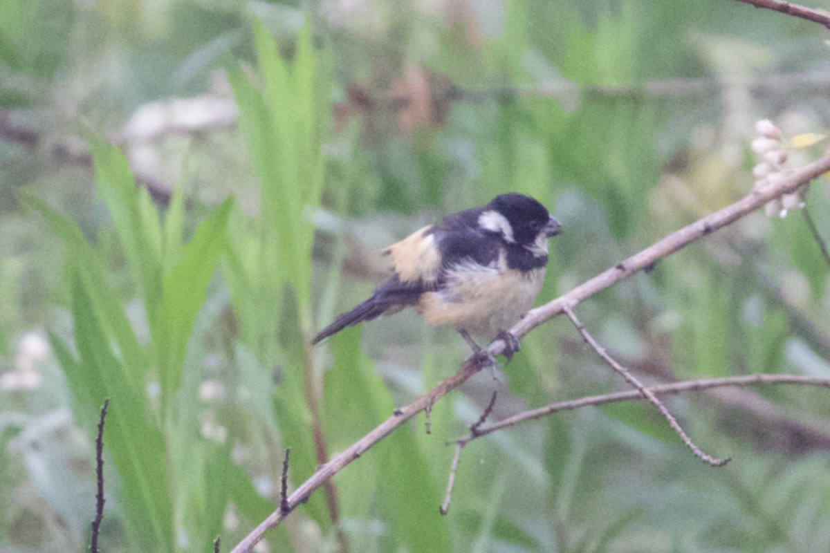 Cinnamon-rumped Seedeater - ML92275771