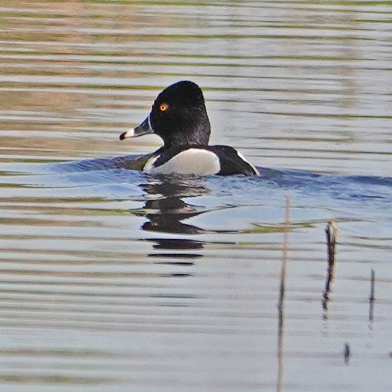 Ring-necked Duck - Donald Sutherland