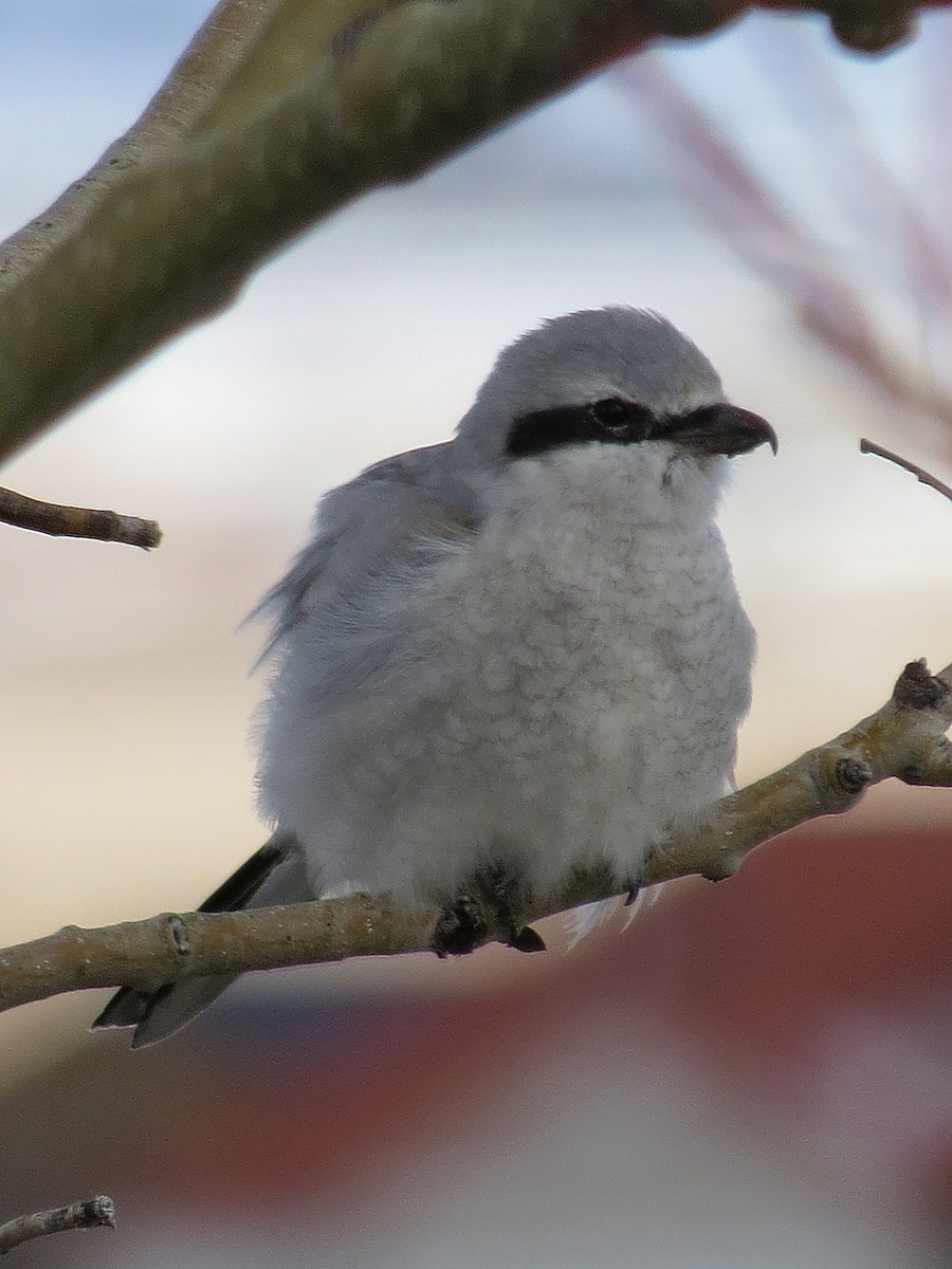 Northern Shrike - Marya Moosman