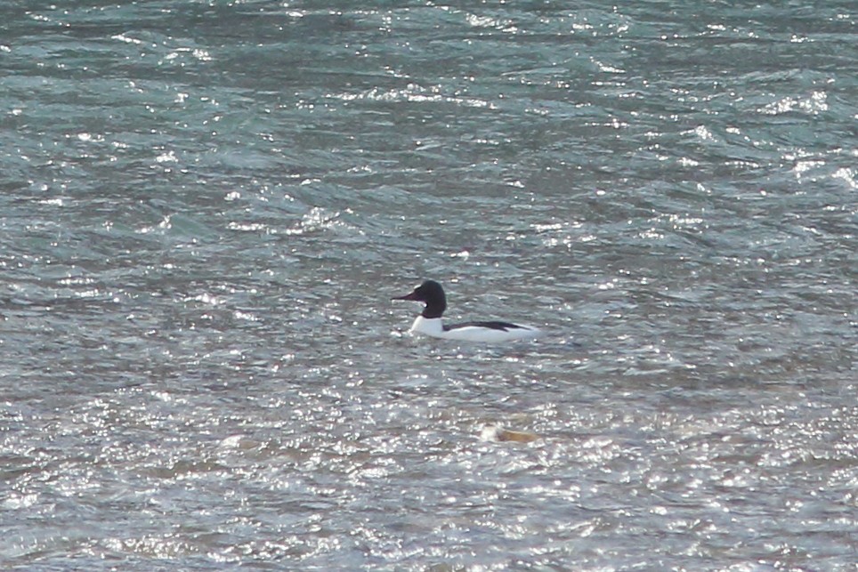 Хумхин бохио - ML92278211