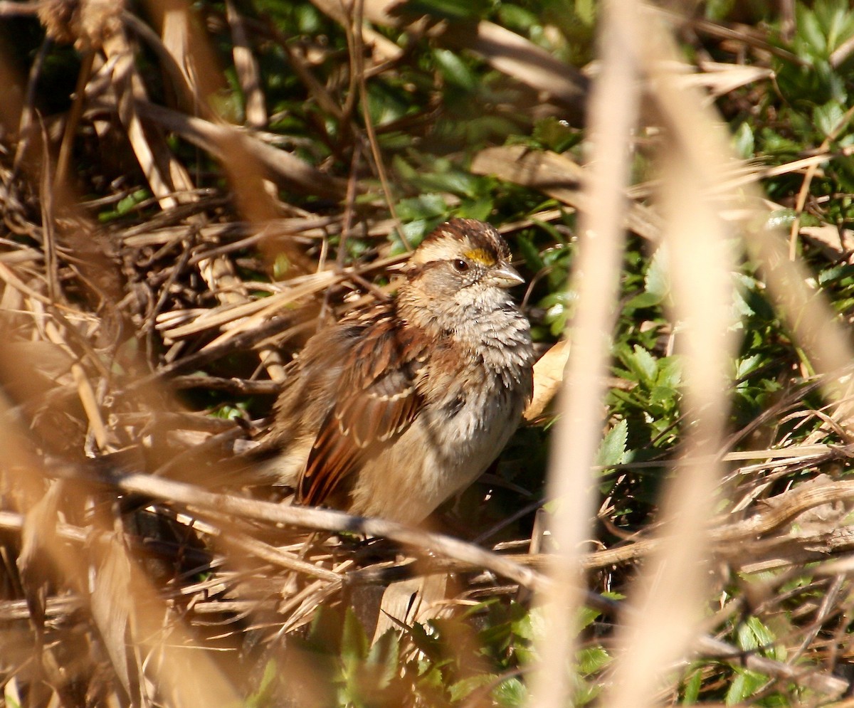 White-throated Sparrow - ML92278301