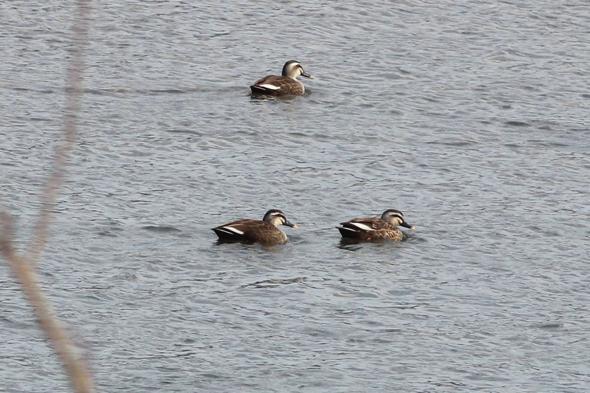 Зэрлэгшир нугас - ML92278601