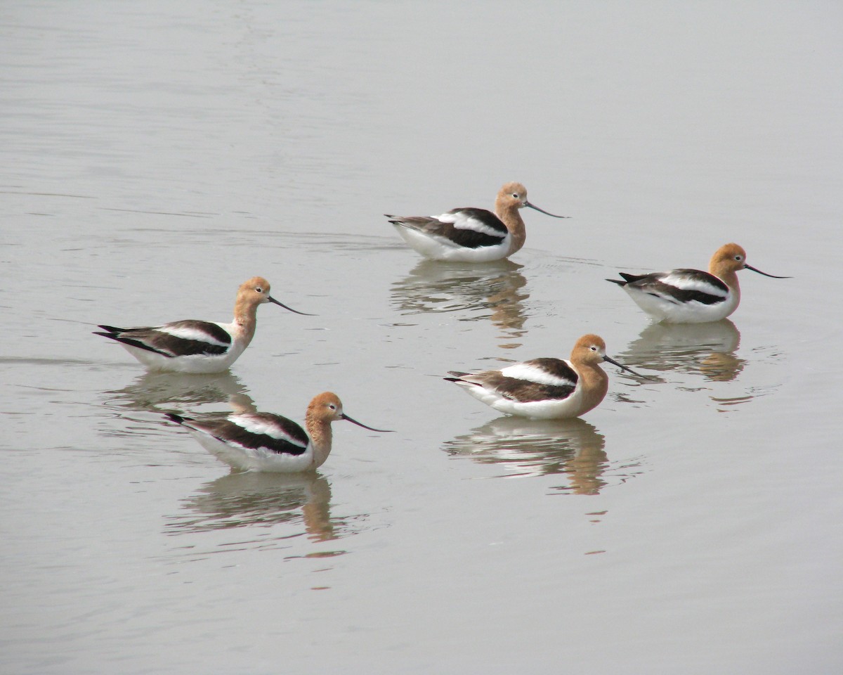 American Avocet - Kayla Echols