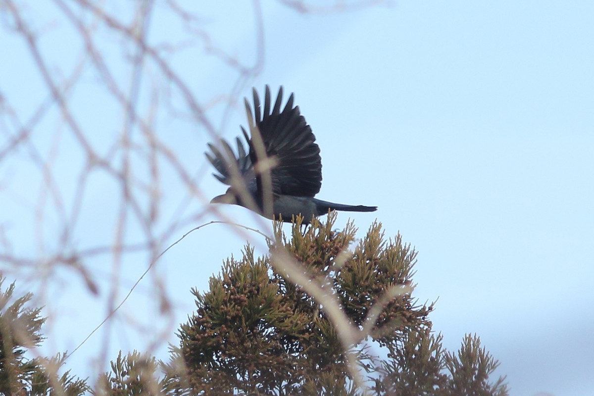 Large-billed Crow - ML92279661