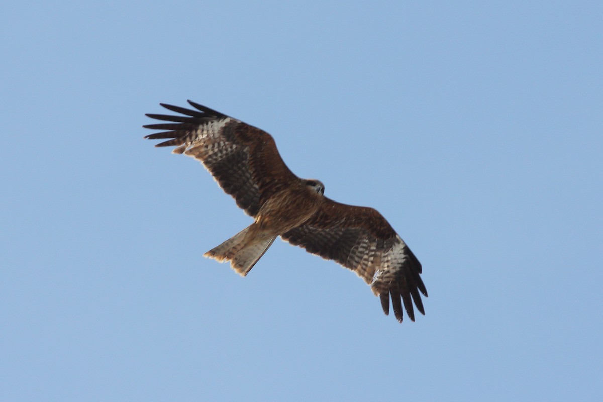 Black Kite (Black-eared) - ML92279671
