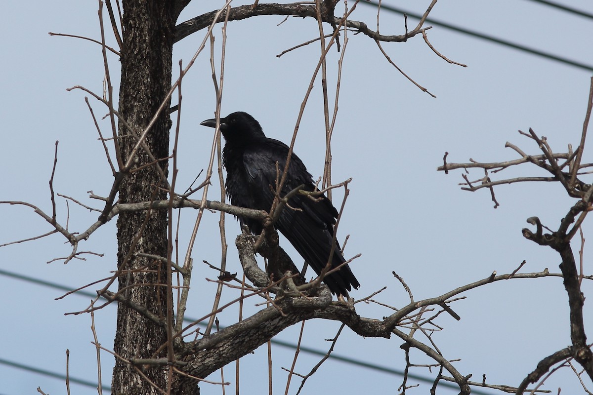 Хар хэрээ - ML92279871