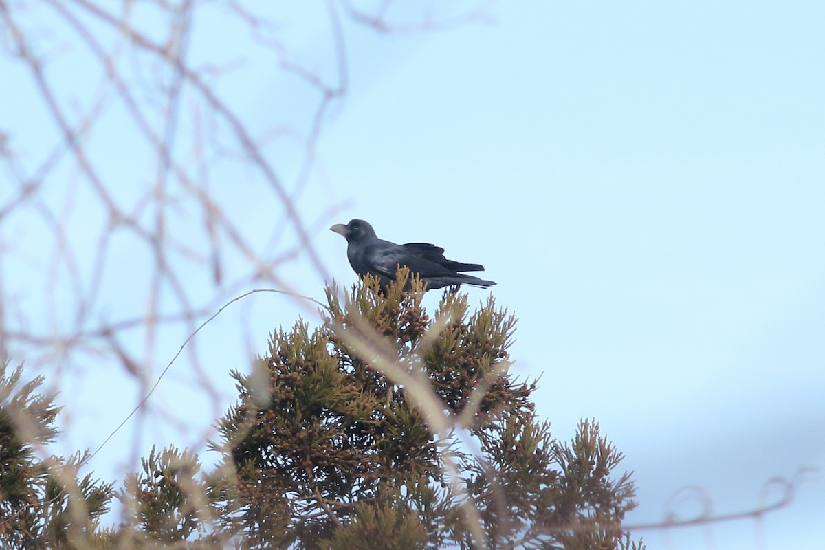Large-billed Crow - ML92279911