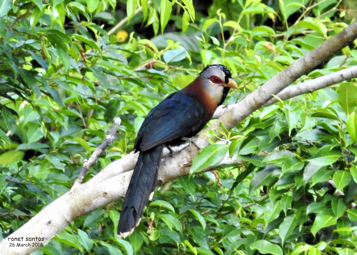 Scale-feathered Malkoha - Ronet Santos