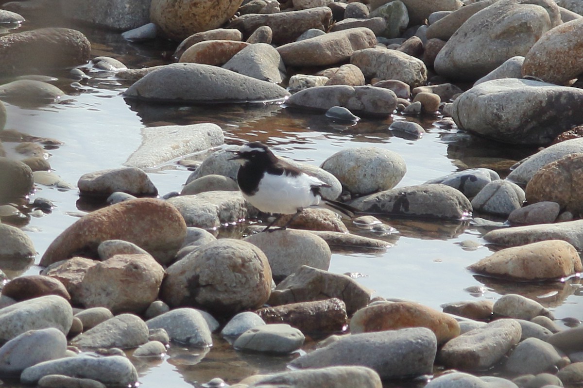 Japanese Wagtail - ML92280591