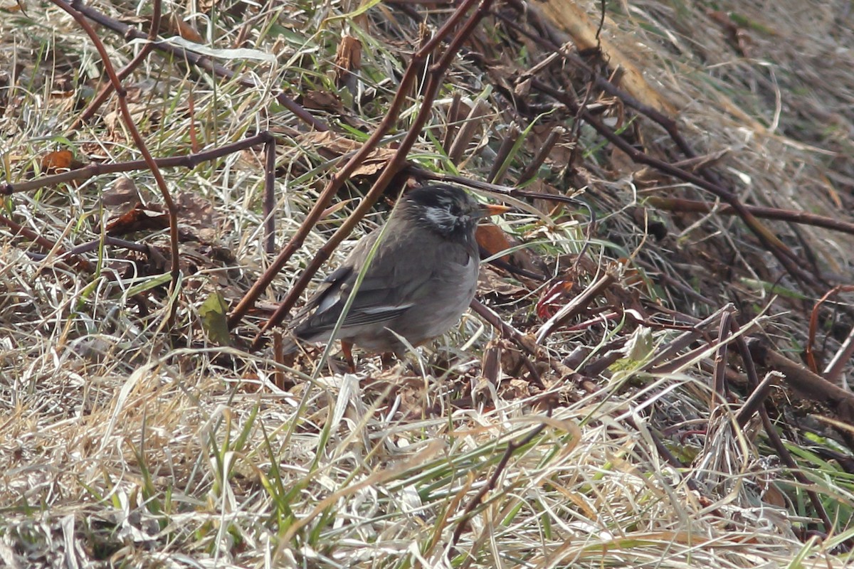 Бор тодол - ML92280651