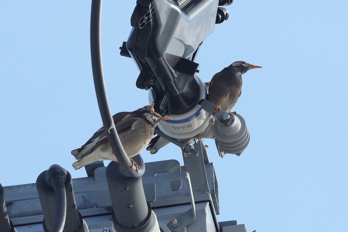 Бор тодол - ML92280771