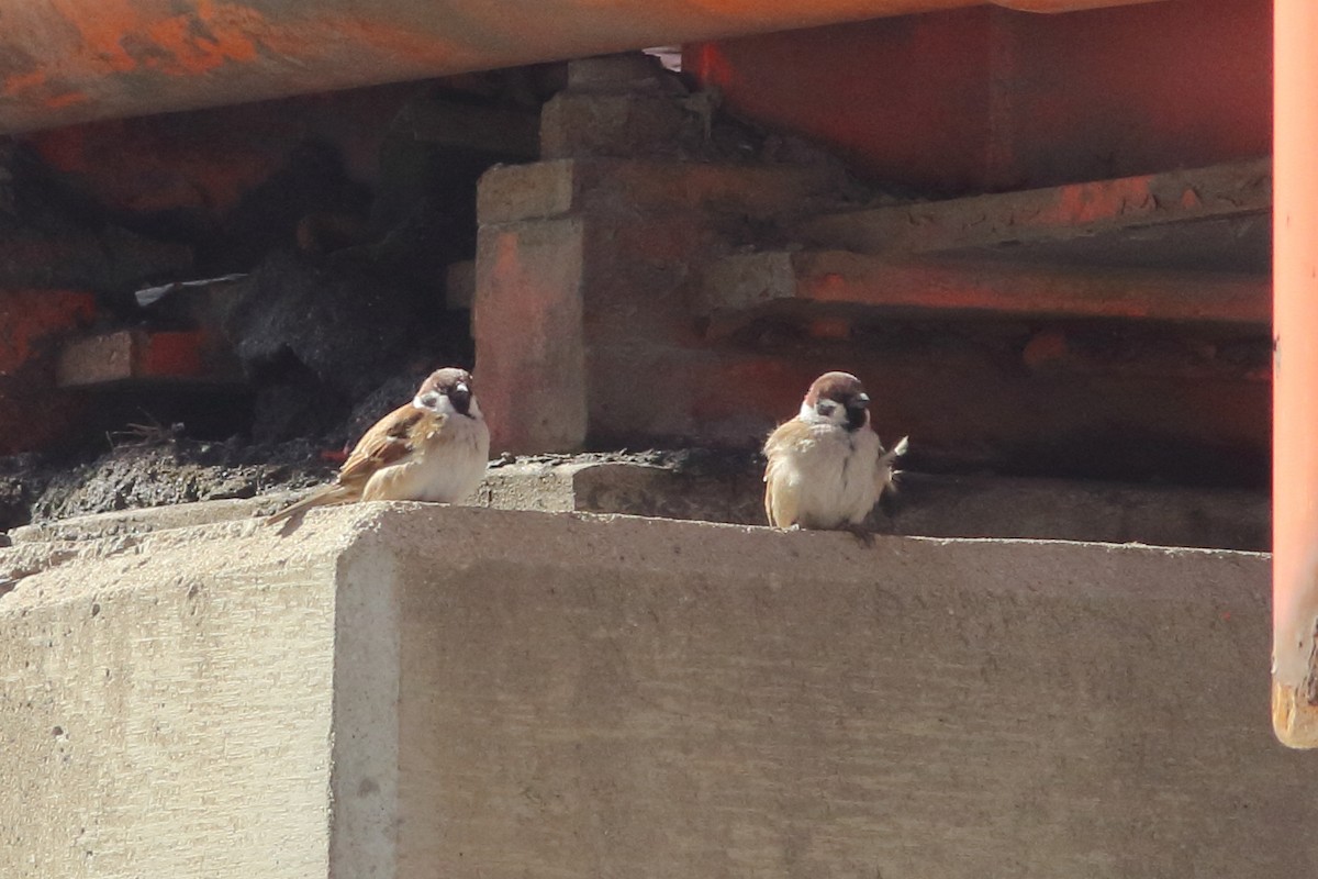 Хээрийн бор шувуу - ML92281041