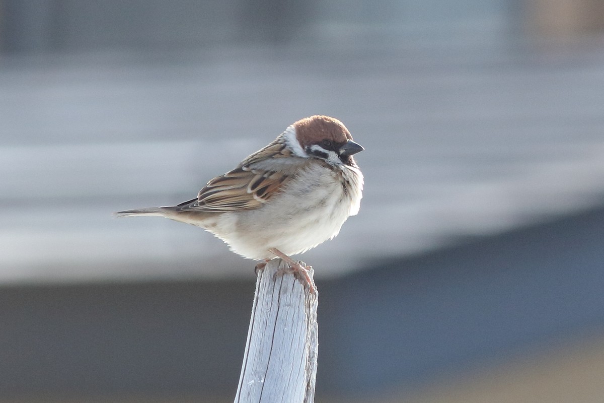 Хээрийн бор шувуу - ML92281091