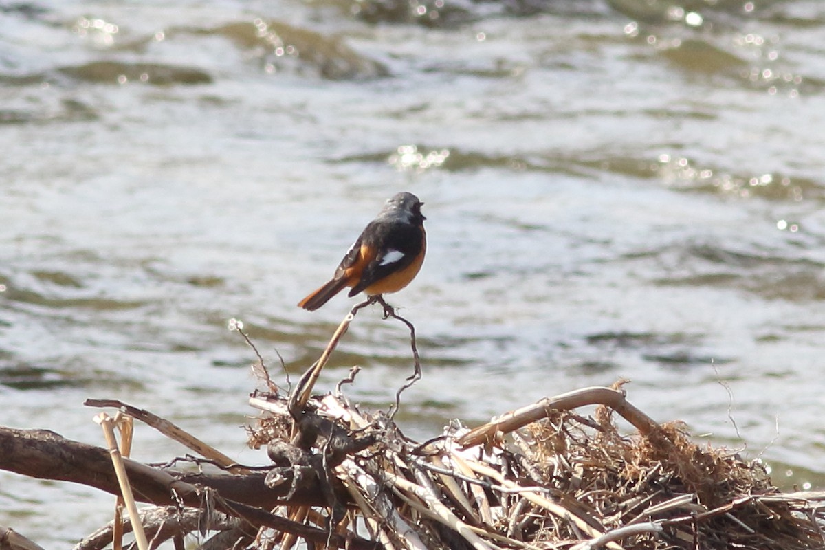 Дагуур гал сүүлт - ML92281381