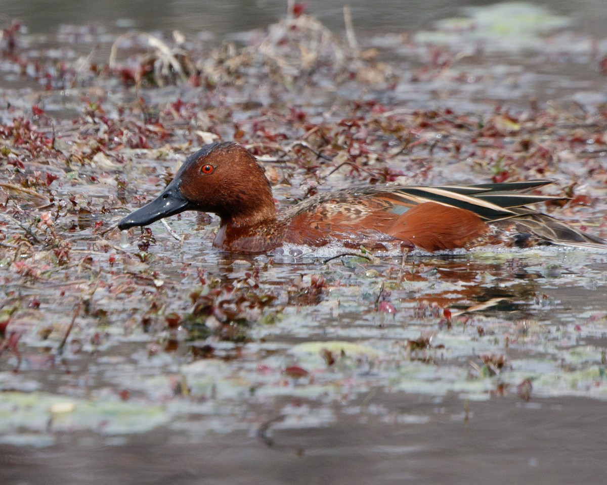 Cinnamon Teal - ML92282541