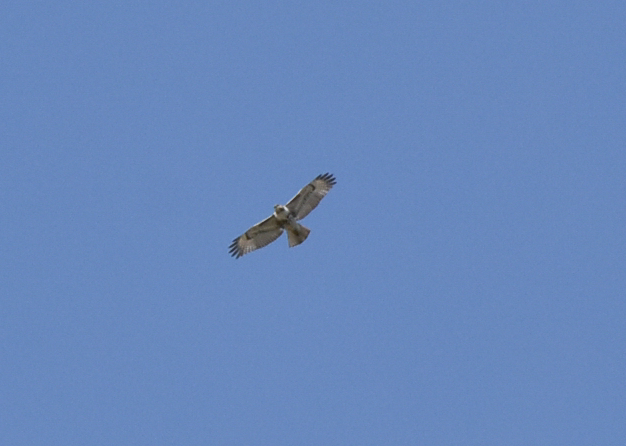 Red-tailed Hawk (borealis) - Fábio Freitas