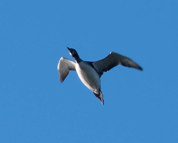 Common Loon - ML92284841