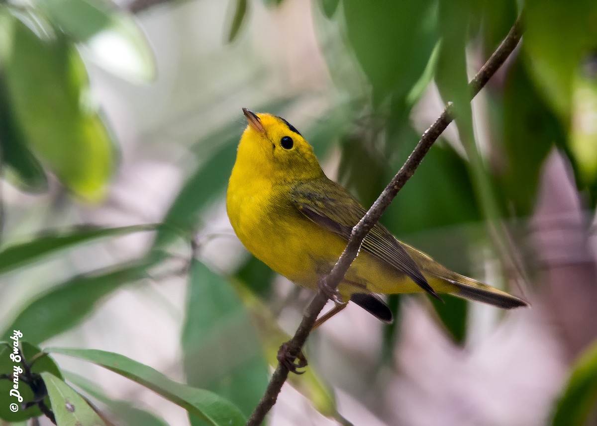 Wilson's Warbler - ML92285251