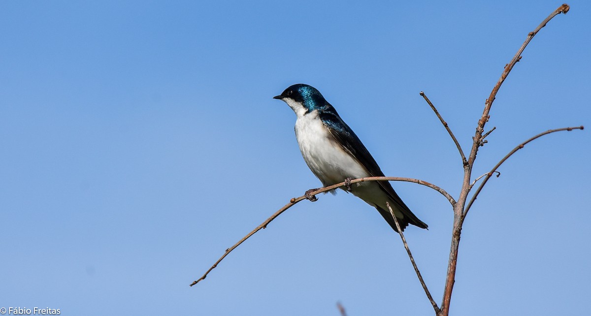 Golondrina Bicolor - ML92285371