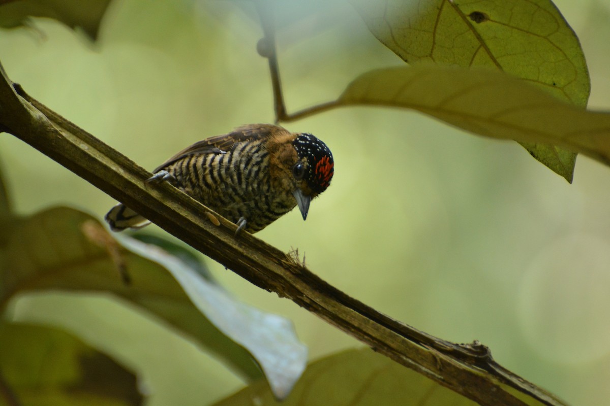 Ochre-collared Piculet - Oliver Prioli