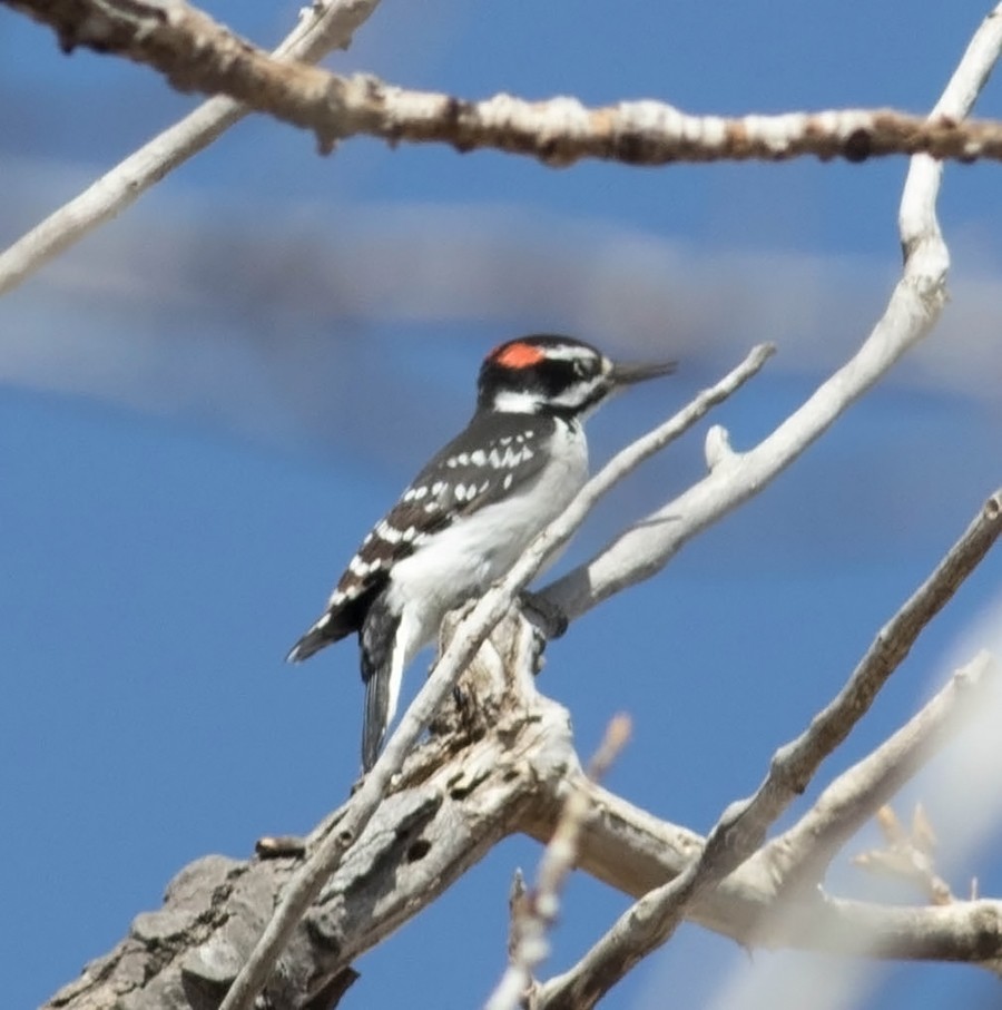 セジロアカゲラ（villosus グループ） - ML92286501