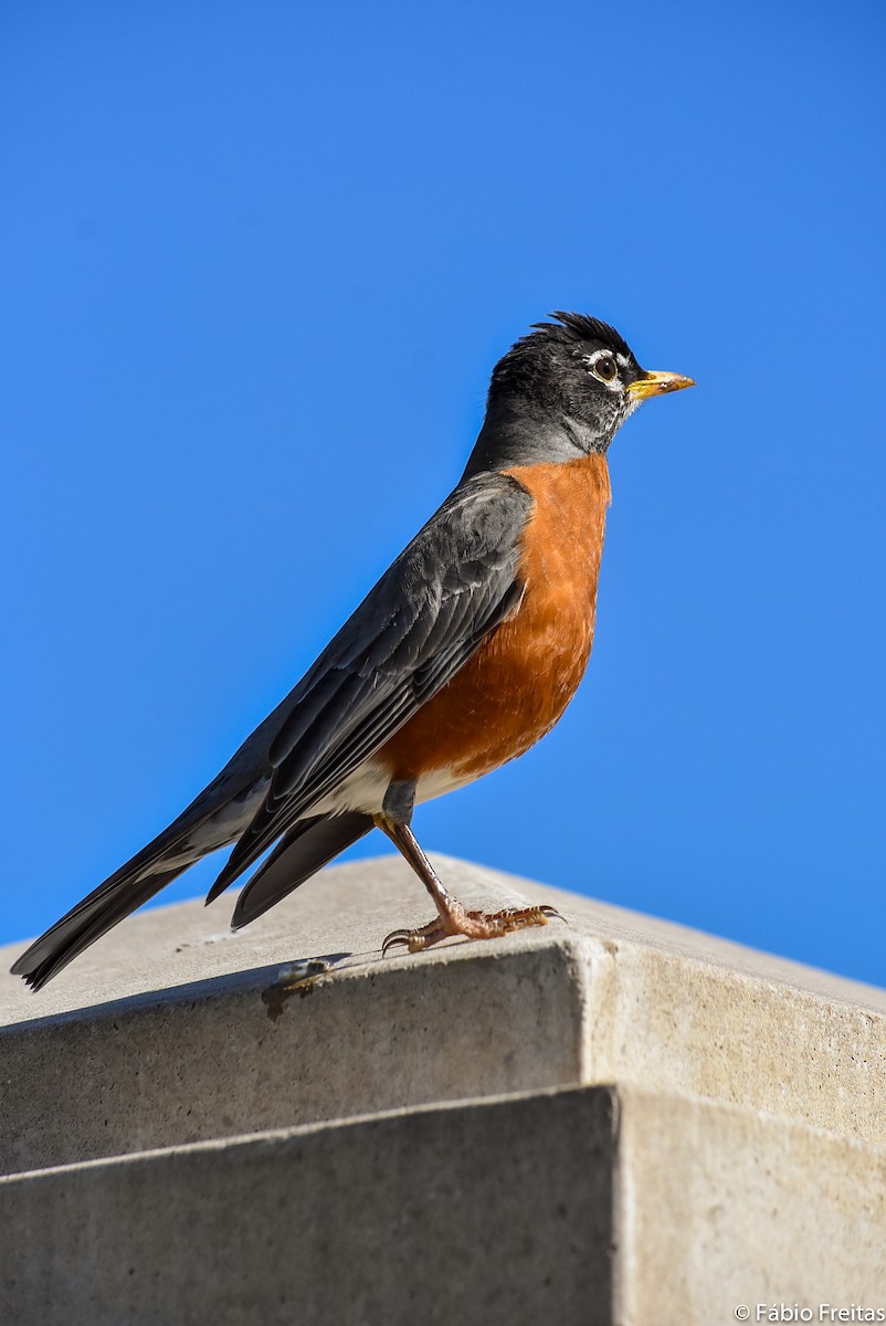 American Robin - ML92287131