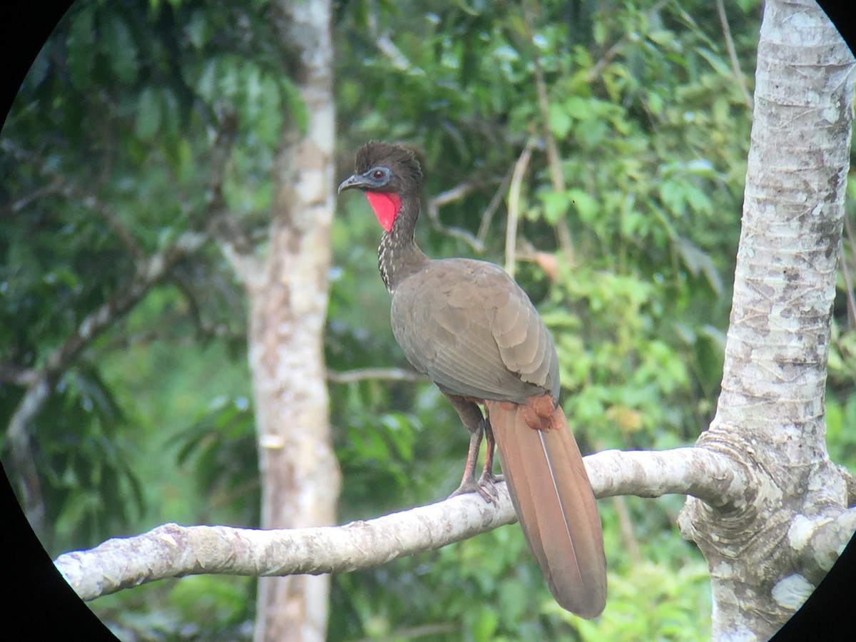 Crested Guan - ML92290491