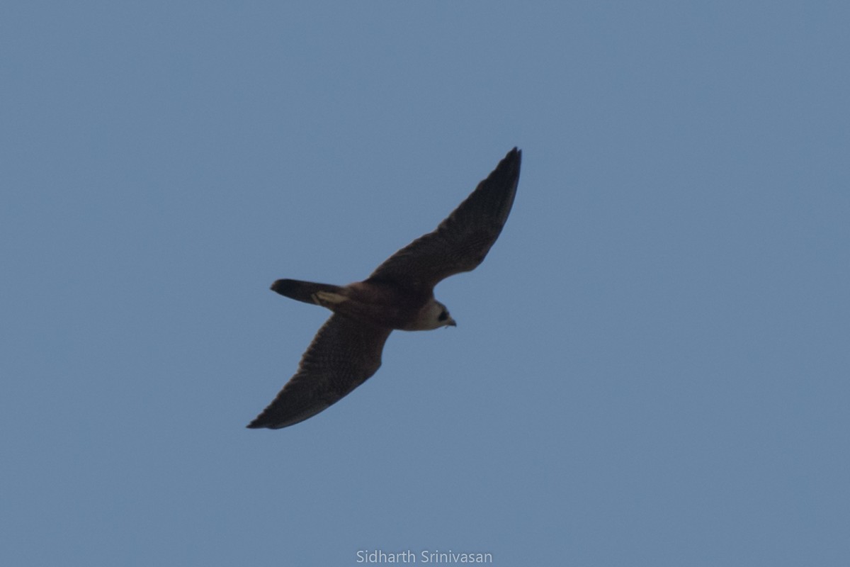 Peregrine Falcon (Shaheen) - ML92291161