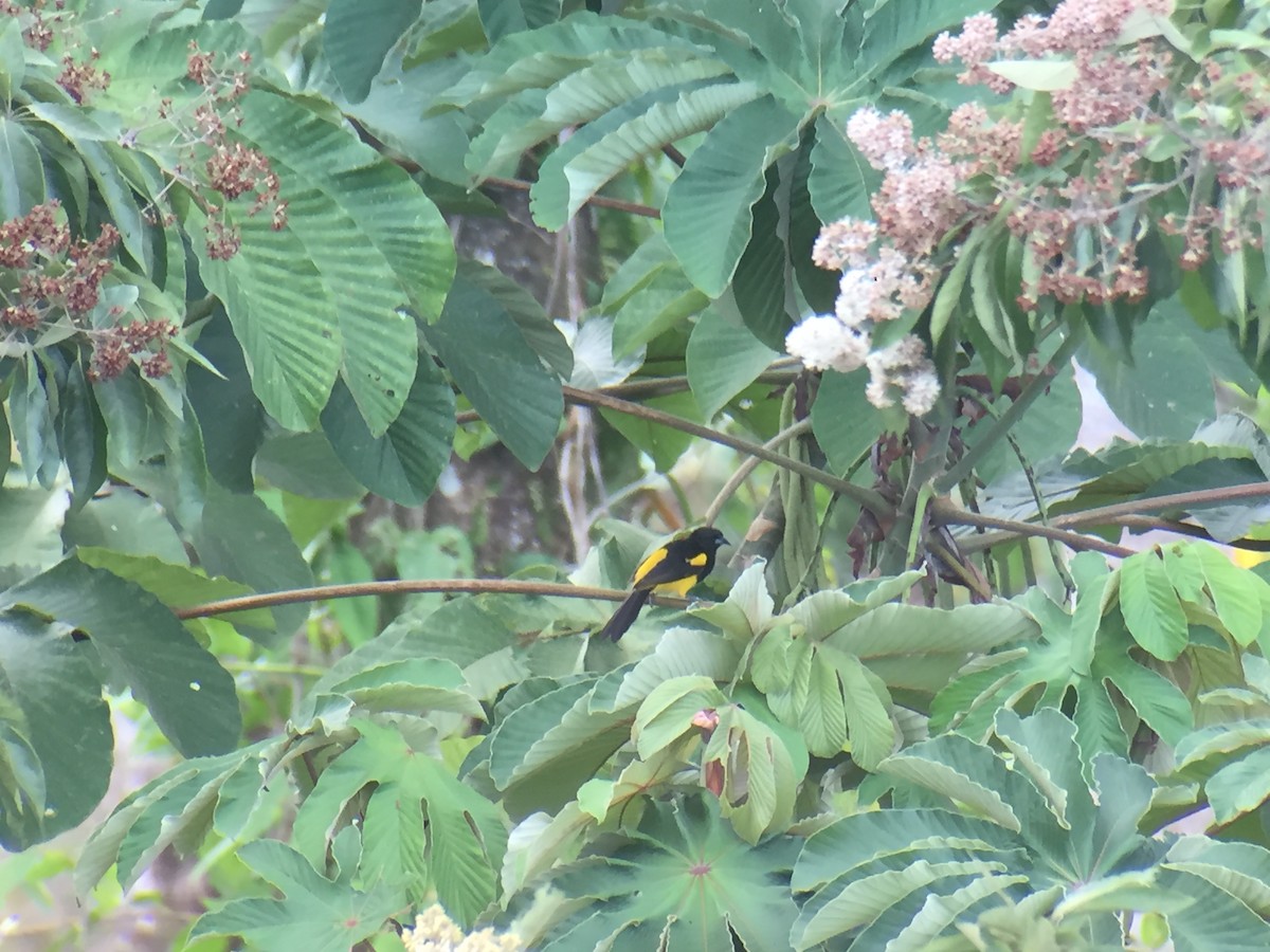 Black-cowled Oriole - ML92291471