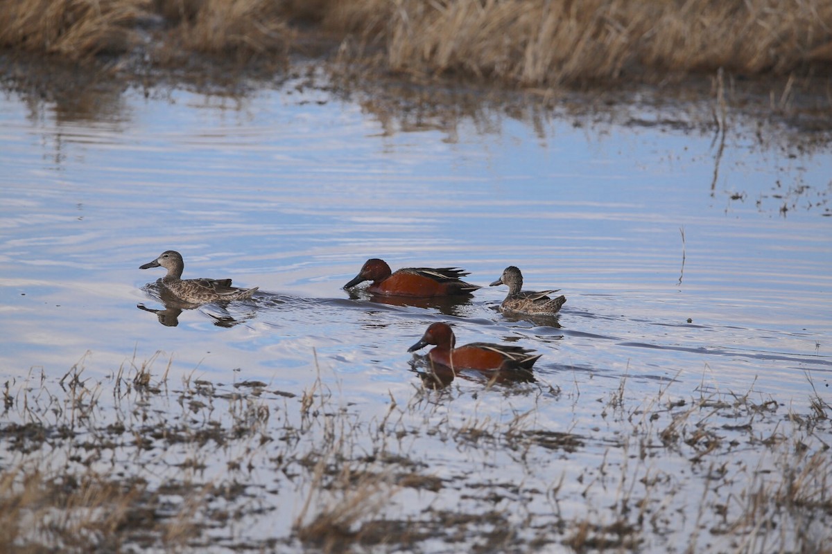 Cinnamon Teal - ML92291621