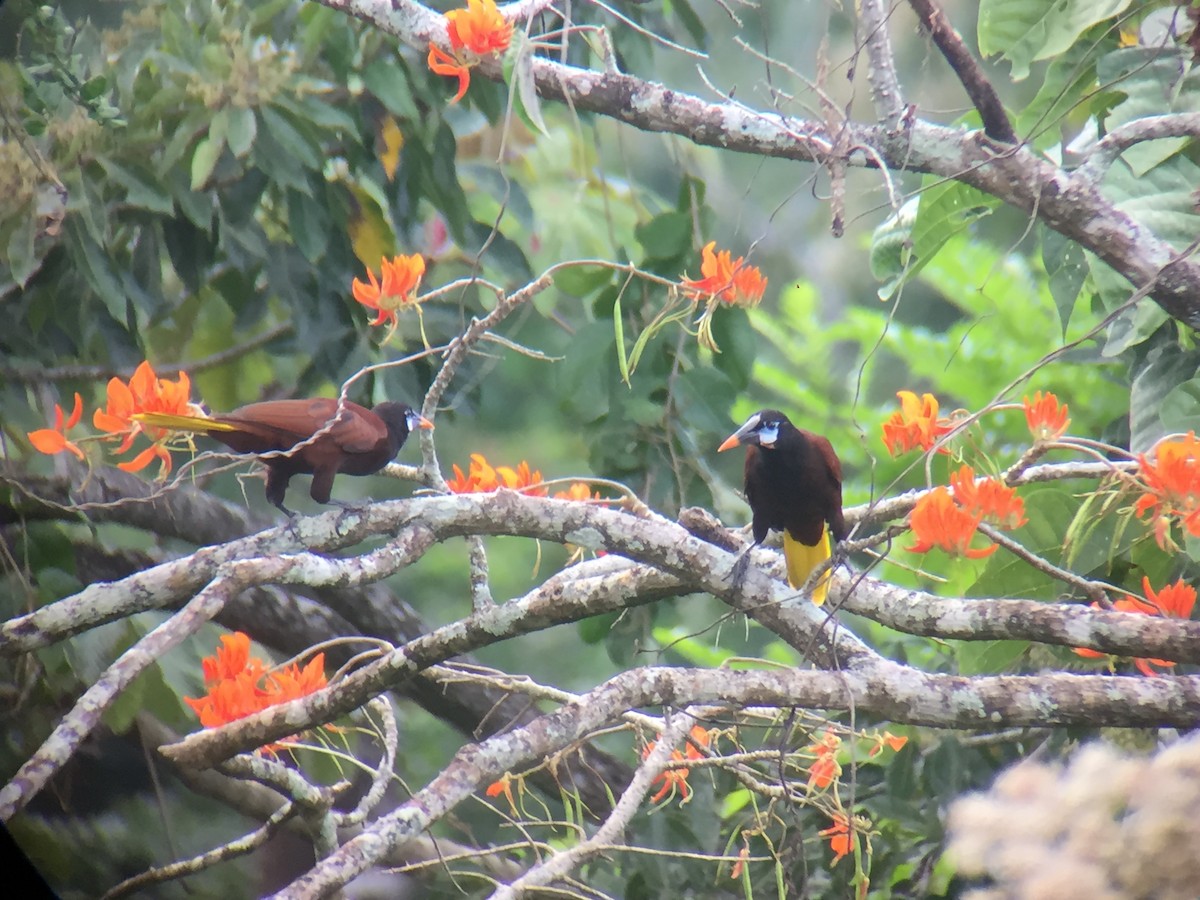 Montezuma Oropendola - ML92291631