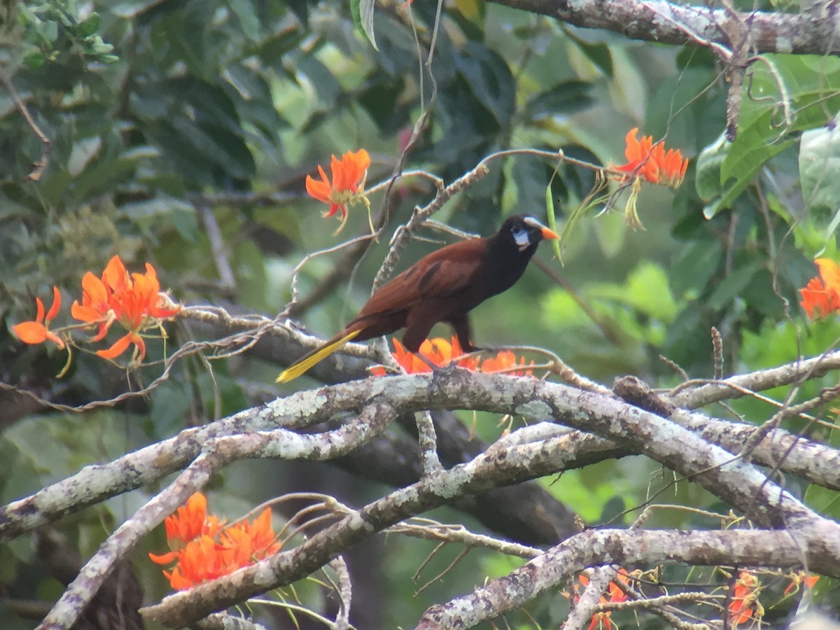 Montezuma Oropendola - ML92291711