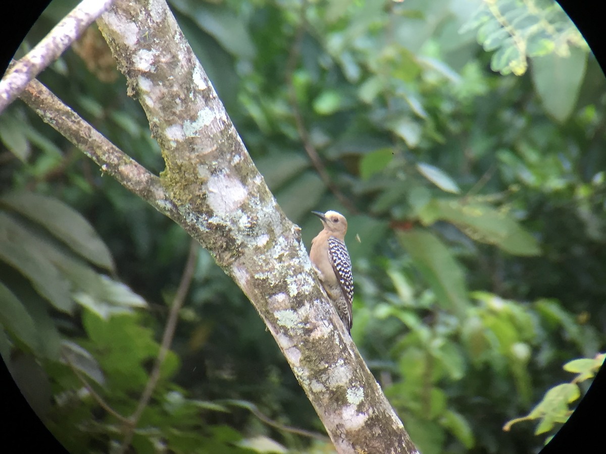 Hoffmann's Woodpecker - ML92292161