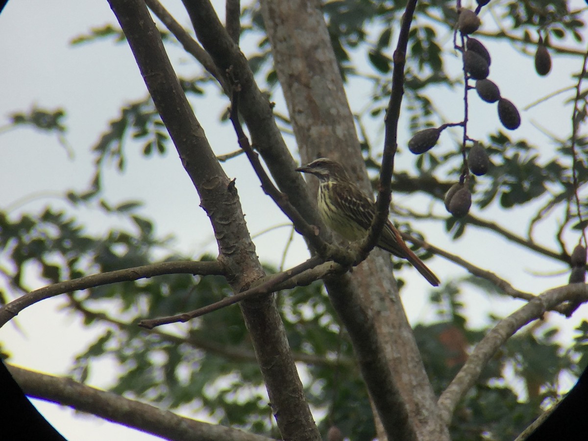 Sulphur-bellied Flycatcher - ML92292371